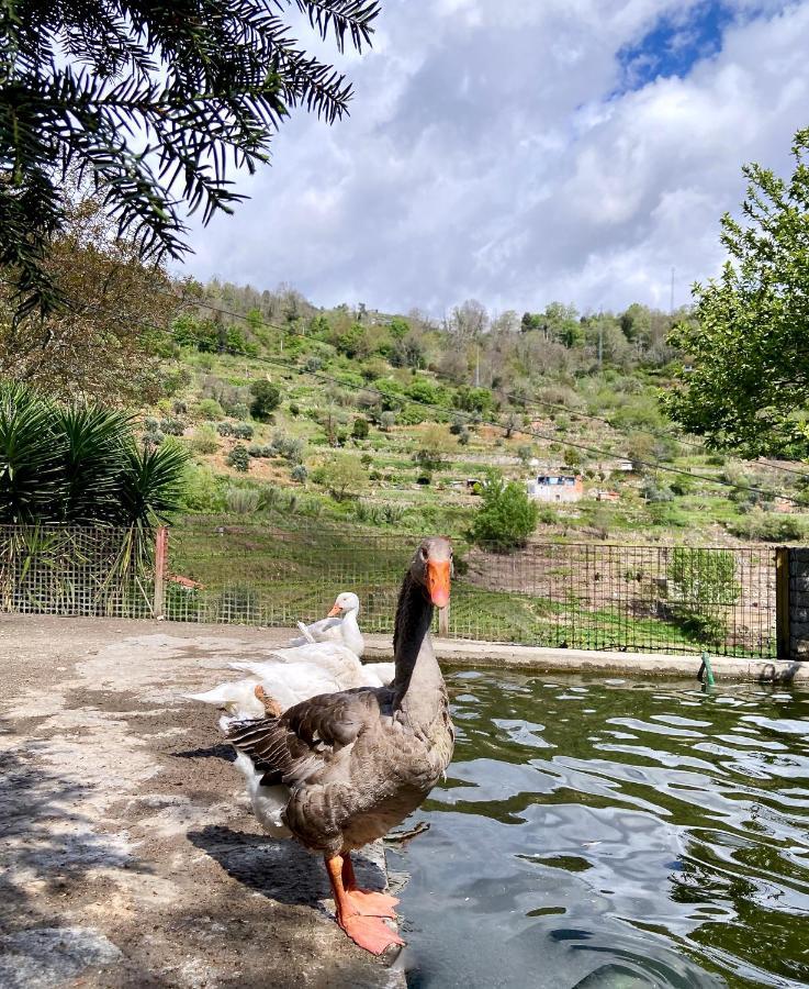 Private Douro- Quinta Das Susandas Мезан-Фріу Екстер'єр фото